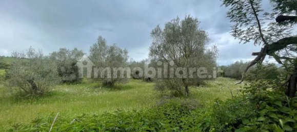 5570m² Land in Marta, Italy No. 174391 2
