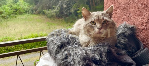 Casa de 5 dormitorios en Orbetello, Italy No. 130213 14