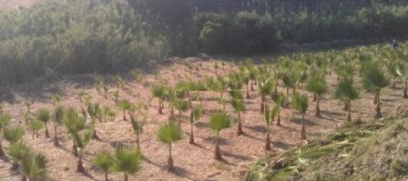 Земельный участок в Эстепона, Испания № 151373 10