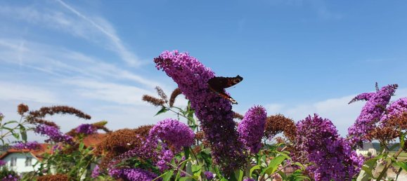 Terrain à Feldkirchen bei Mattighofen, Austria 1413m² No. 251064 2