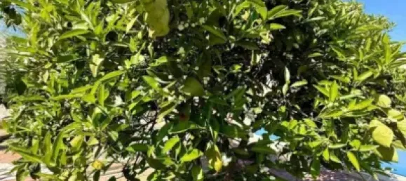 10 bedrooms House in Cordoba, Spain No. 142936 28