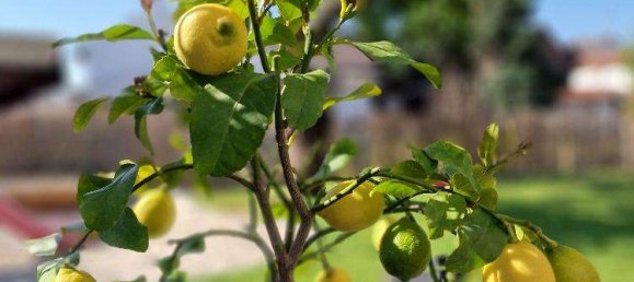 4 chambres Maison à Rhein-Pfalz, Germany No. 321203 16