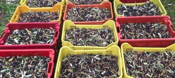 Terreno en Collesalvetti, Italy 10000 m² No. 207676 9