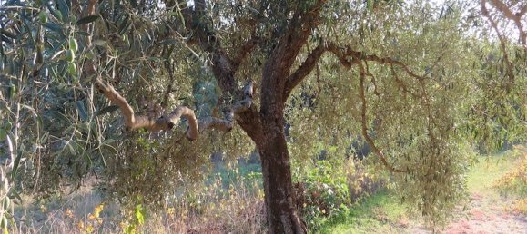 Земельный участок в Алпедринья, Португалия № 82799 9