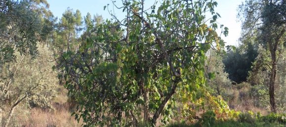 Земельный участок в Алпедринья, Португалия № 82799 11