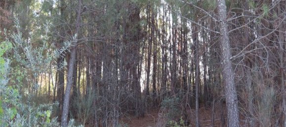 Земельный участок в Алпедринья, Португалия № 82799 7