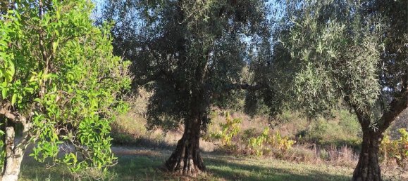 Земельный участок в Алпедринья, Португалия № 82799 13