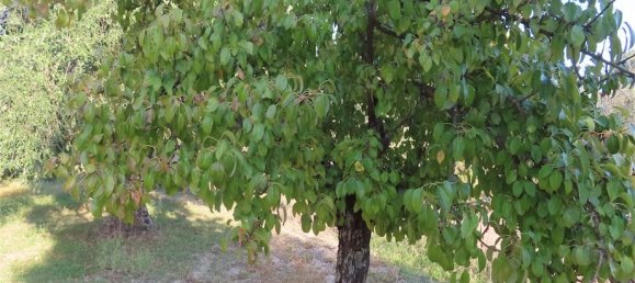 Земельный участок в Алпедринья, Португалия № 82799 12