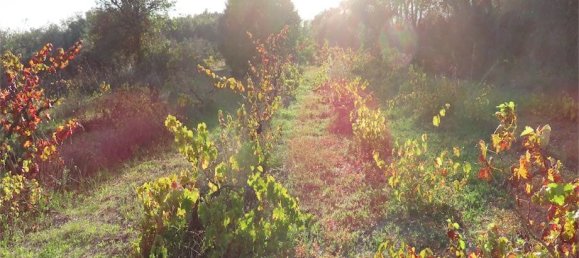 Земельный участок в Алпедринья, Португалия № 82799 19