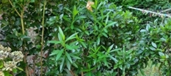 Casa de 5 dormitorios en Rhein-Hunsruck, Germany No. 166219 3