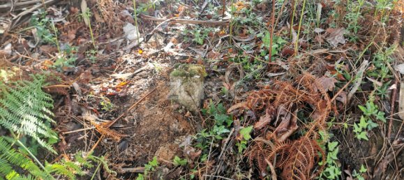  Land in Agueda, Portugal No. 80511 9