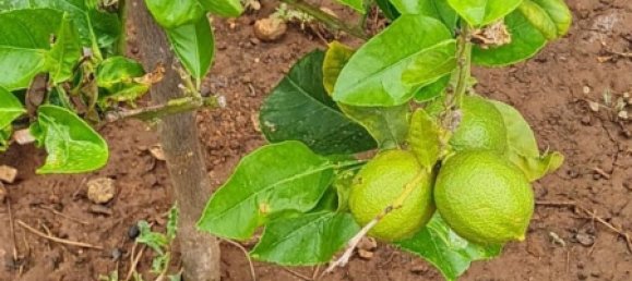 3 Schlafzimmer Haus in Cartagena, Spain, Nr. 158657 46