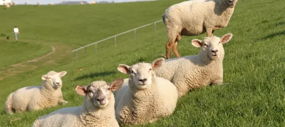 5 rooms House in Steinburg, Germany No. 25670 45