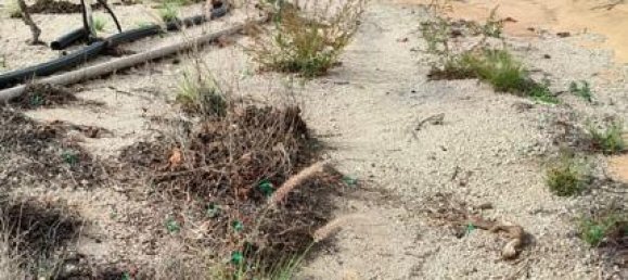 Terreno en Granadilla de Abona, Spain No. 157777 12