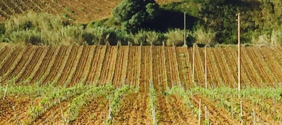 Terreno em Alcamo, Italy 170000 m² N.º 261011 2