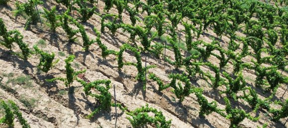 Terreno em Alcamo, Italy 170000 m² N.º 261011 3