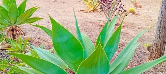 2 bedrooms House in Alicante, Spain No. 185604 7