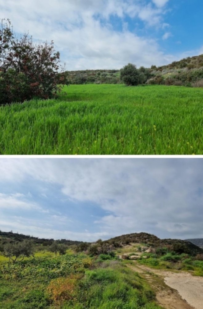 Hôtel à Agios Theodoros, Cyprus 19733m² No. 6047