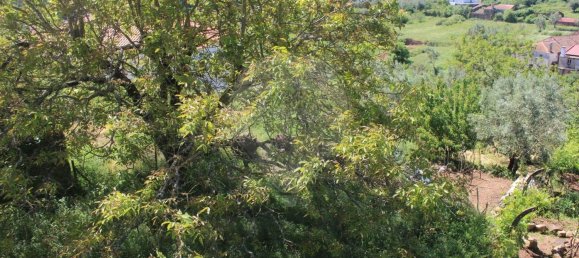 5 chambres Maison à Penela, Portugal No. 179487 7