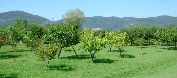 25 rooms Villa in Ameglia, Italy No. 143162 9