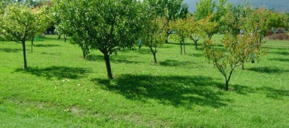 25 rooms Villa in Ameglia, Italy No. 143162 10