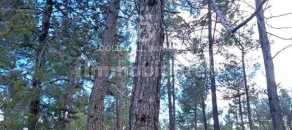 647500m² Land in Piancastagnaio, Italy No. 297914 23