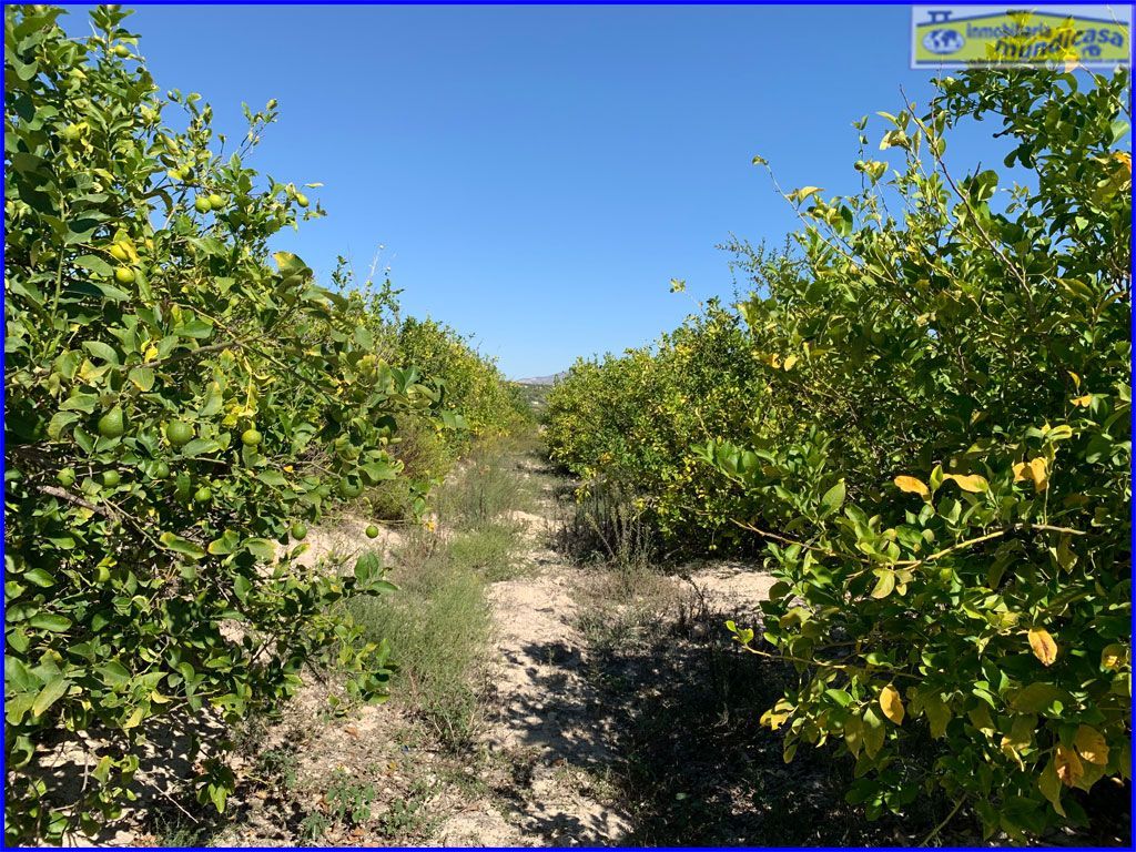 18447m² Land in Abanilla, Spain No. 116811