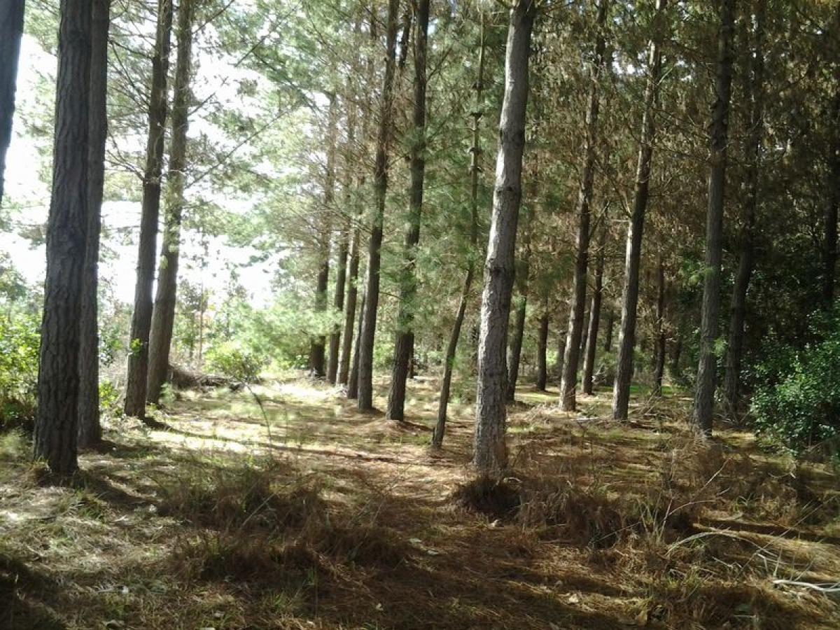  Land in Maule, Chile No. 927