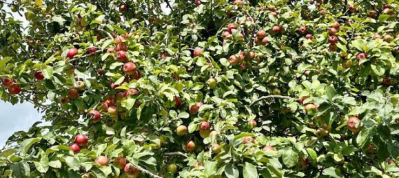 7 bedrooms Bungalow in Steinfurt, Germany No. 218509 21