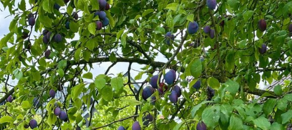 7 bedrooms Bungalow in Steinfurt, Germany No. 218509 20