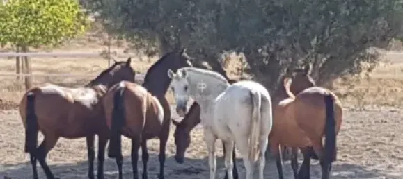  قطعة أرض في Torrellano, Spain 44318متر مربع رقم 134874 4