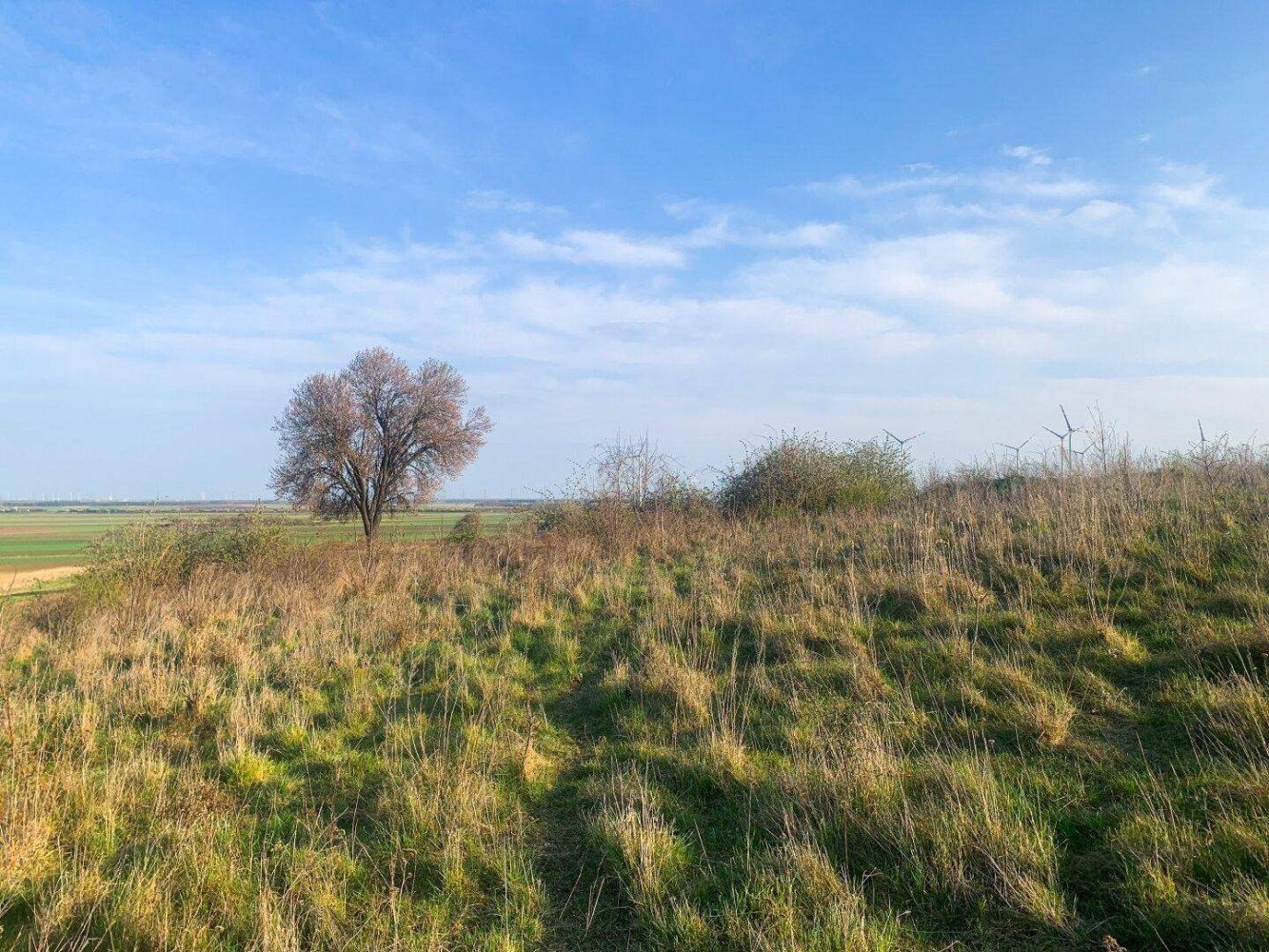 Terrain à Nickelsdorf, Austria 985m² No. 163021