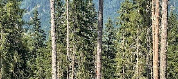  Commercial property in Murau, Austria No. 239842 4