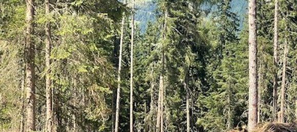  Commercial property in Murau, Austria No. 239842 2