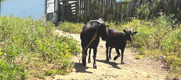 4 Schlafzimmer Haus in Sesimbra, Portugal, Nr. 137746 33