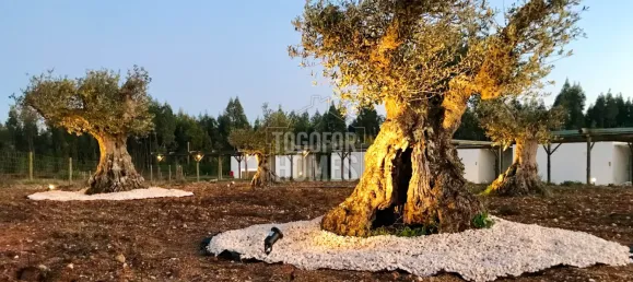 Hotel T26 em São Teotónio, Portugal N.º 56488 26
