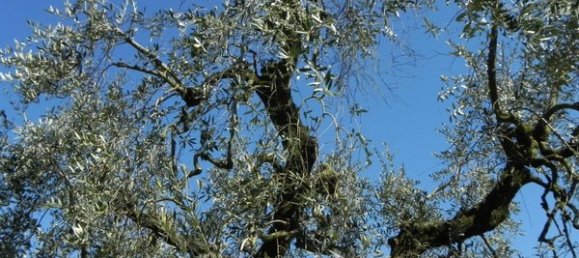 14-salle Maison à Polpenazze del Garda, Italy No. 176206 18