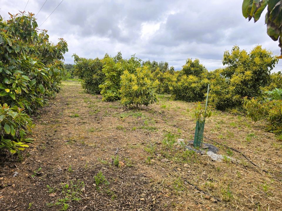 Terreno en Pego, Spain No. 185781
