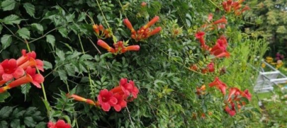 Terreno en Weisensee, Germany No. 261639 8