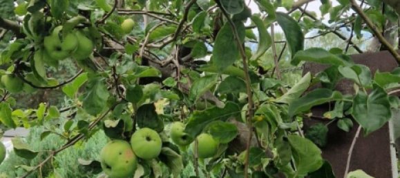 Terreno en Weisensee, Germany No. 261639 7