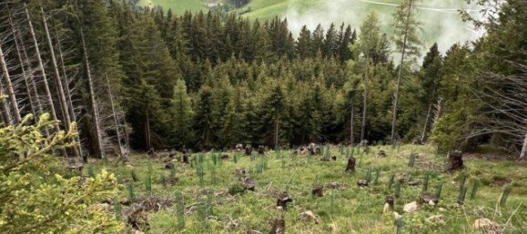 Земельный участок в Мурау, Австрия № 167406 7