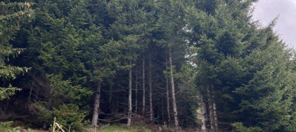 Земельный участок в Мурау, Австрия № 167406 2