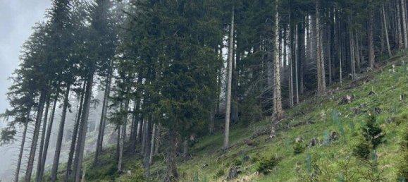 Земельный участок в Мурау, Австрия № 167406 3