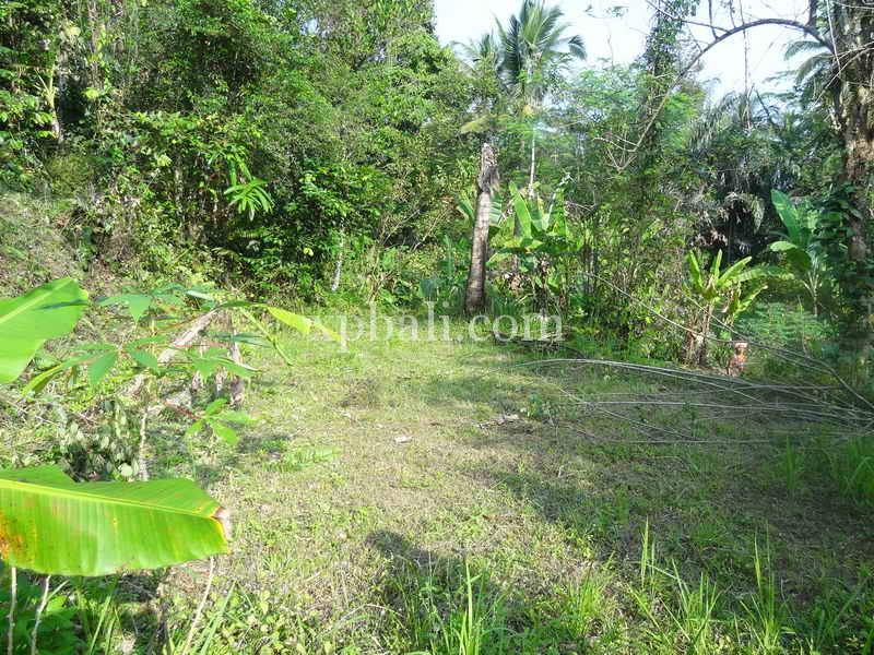 Terrain à Ubud, Indonesia 20252m² No. 3846