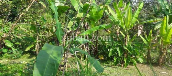 Terrain à Ubud, Indonesia 20252m² No. 3846 3