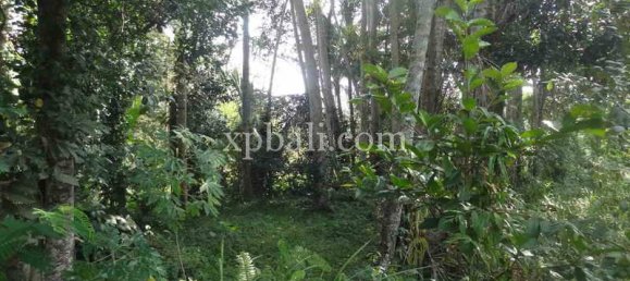 Terrain à Ubud, Indonesia 20252m² No. 3846 16