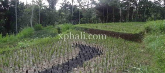 Terrain à Ubud, Indonesia 20252m² No. 3846 9