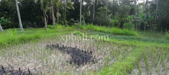 Terrain à Ubud, Indonesia 20252m² No. 3846 8