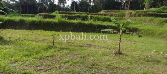 Terrain à Ubud, Indonesia 20252m² No. 3846 13