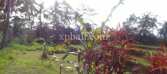 Terrain à Ubud, Indonesia 20252m² No. 3846 12